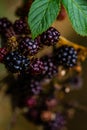 Winter Black Berries taken at Rushmere Park Bedforshire